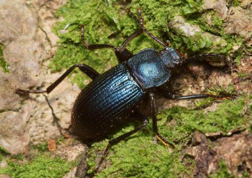 Réf. 278 504 : Helops caeruleus